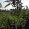 Foto Pangkon Bali Rumah Makan & Agrotourism, Desa Manukaya