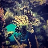 Shark Reef