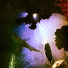 Shark Reef