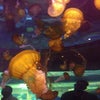 Shark Reef