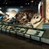 Field Museum