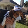 Beagle Tavern