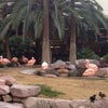Flamingo Las Vegas
