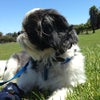 Dolores Park
