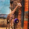 Bronx Zoo