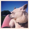 Dolores Park