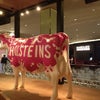 Holsteins