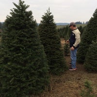 loch lolly christmas forest north plains or loch lolly christmas forest north plains or