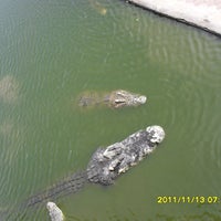 Crocodile Farm & Zoo