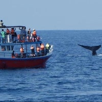 Raja & The Whales