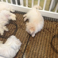 puppy zone knoxville puppy zone knoxville tn puppy zone knoxville puppy zone knoxville tn