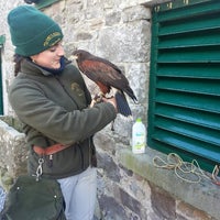 Ireland's School Of Falconry At Ashford Castle