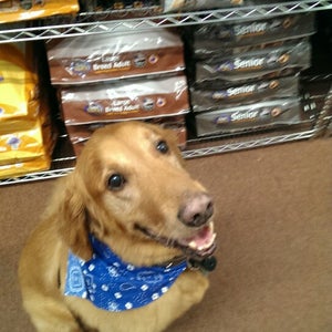 Photo of Lizzi  and Rocco&#039;s Natural Pet Market