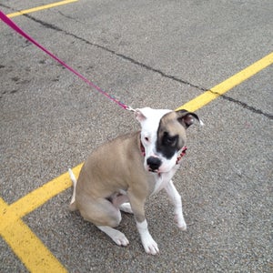 image for Pet Adoptions