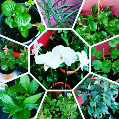 Uncu bozköy Venev Pastanesi