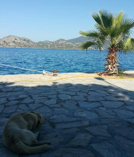 dedenin yeri selimiye