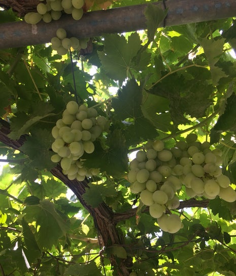 Sığacık cevizaltı