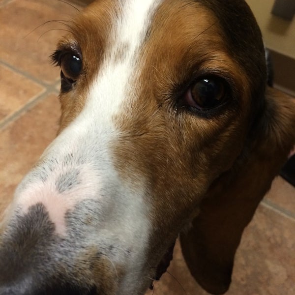 Minnehaha Animal Hospital Northrup 4809 Chicago Ave