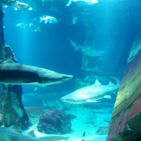 underwater submarine aquarium exhibit