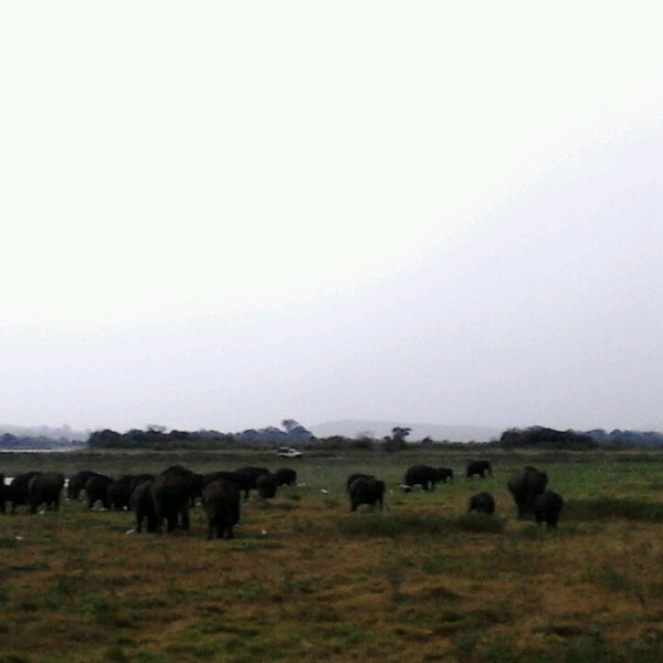 Minneriya National Park