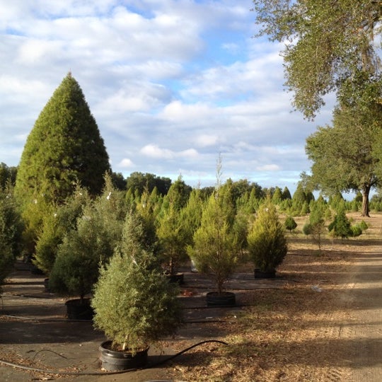 santa s christmas tree forest farm in eustis santa s christmas tree forest farm in eustis