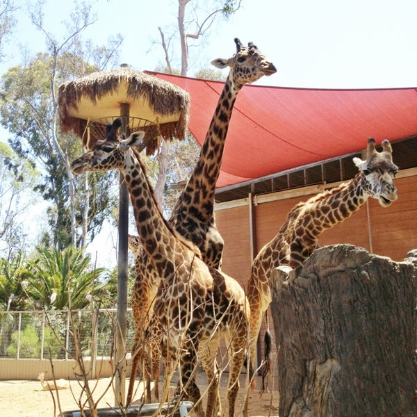 Giraffe Exhibit - Zoo in Balboa Park