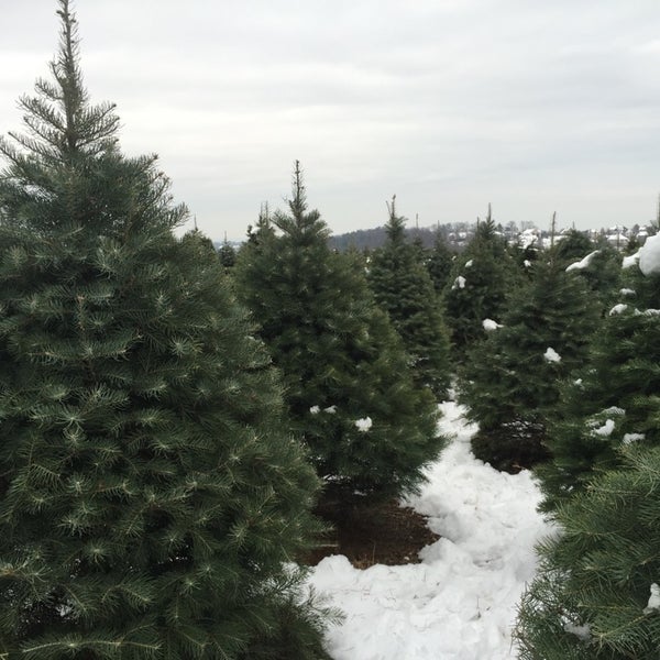 cherry hill christmas tree farm 19 visitors cherry hill christmas tree farm 19 visitors