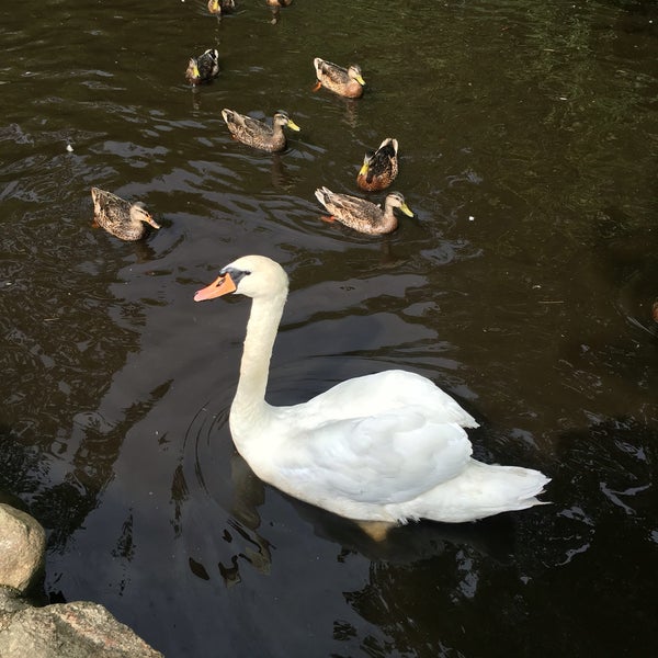 The Duck Pond East Hampton, NY