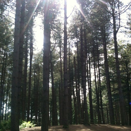 delamere forest forest delamere forest forest
