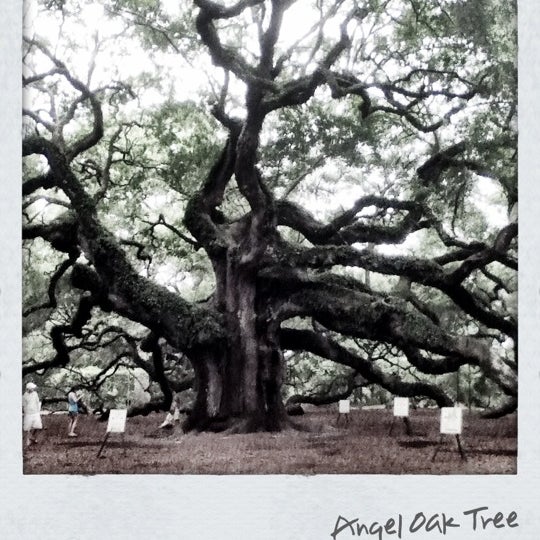 Angel Oak Tree 41 tips from 2722 visitors