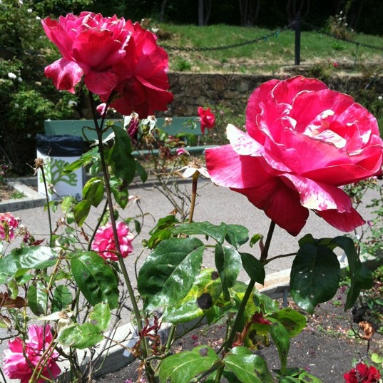 Oaklands Notoriously Aggressive Turkey Gerald Captured Oaklands Notoriously Aggressive Turkey Gerald Captured