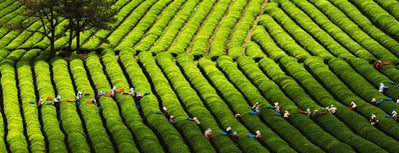 대한다원 보성녹차밭 (Boseong Dawon Green Tea Field) is one of 한국관광 100선.