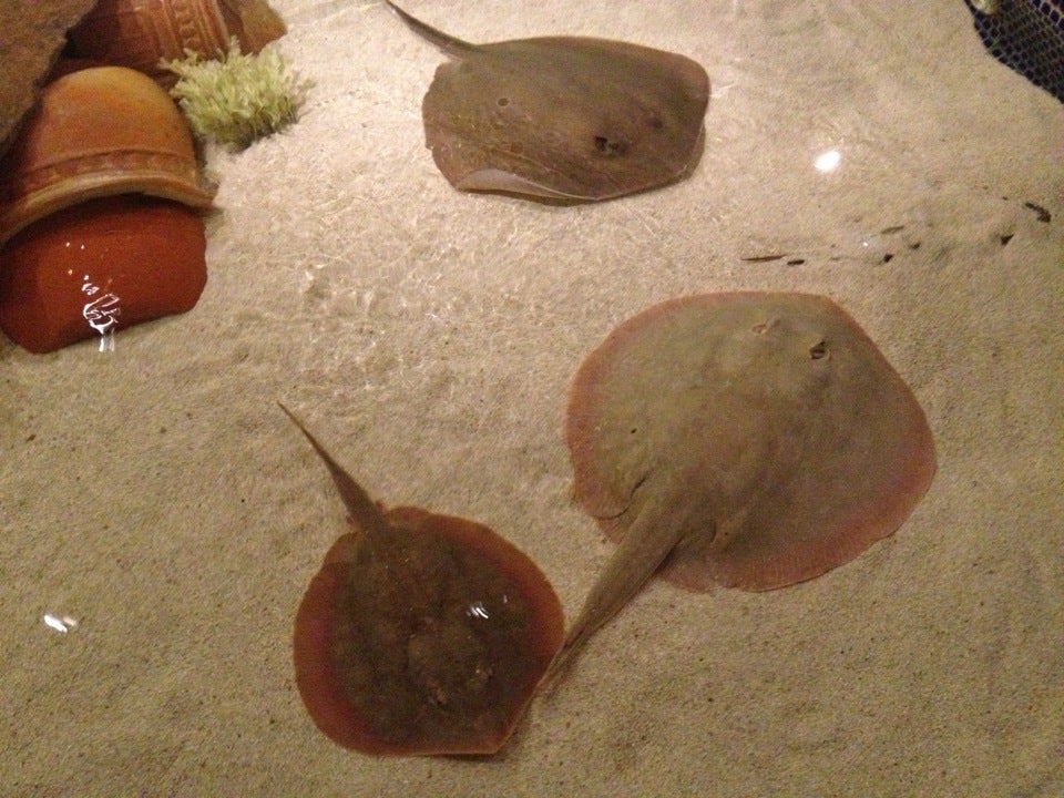 Shark Reef
