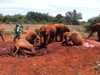 David Sheldrick Wildlife Trust
