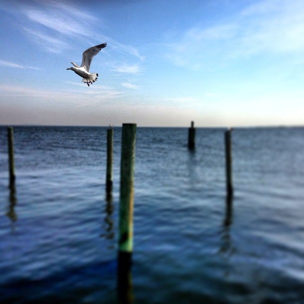 Photo of Fire Island Pines