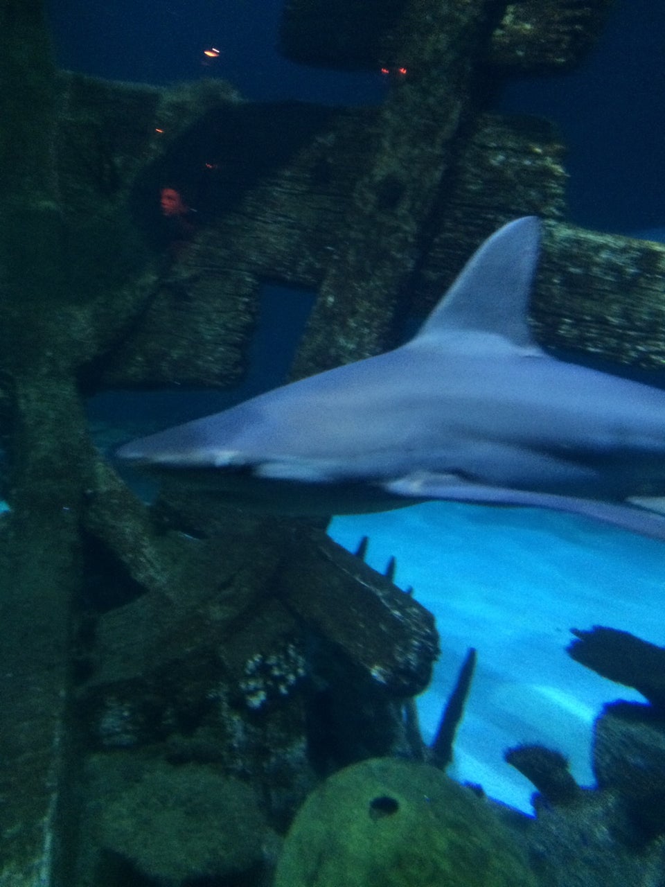 Photo of Shark Reef