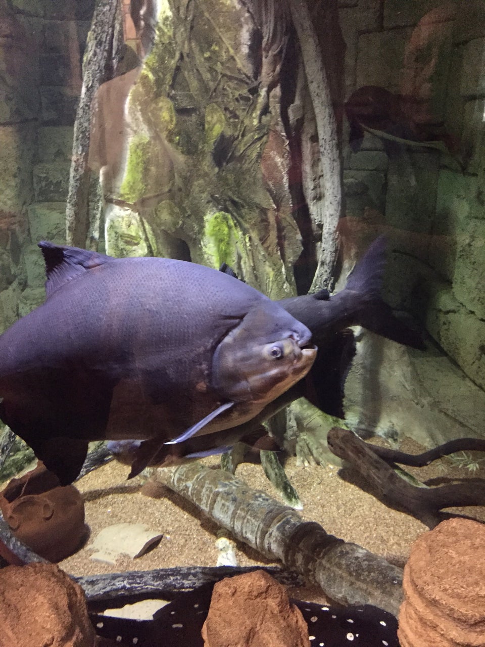 Photo of Shark Reef