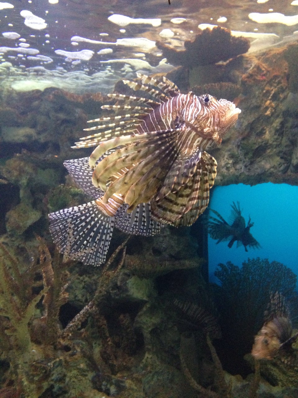 Photo of Shark Reef