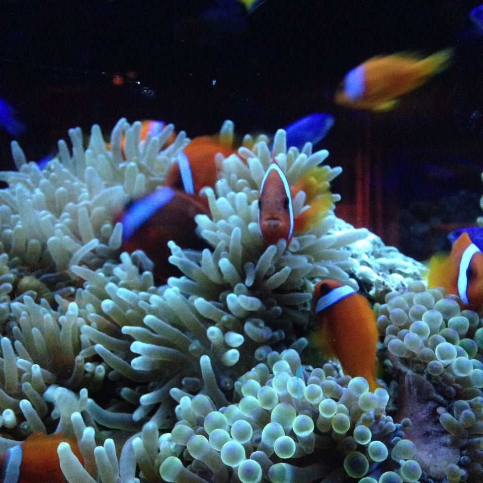 Aquarium Dining Shinjuku LIME (新宿 ライム アクアリウムダイニン)