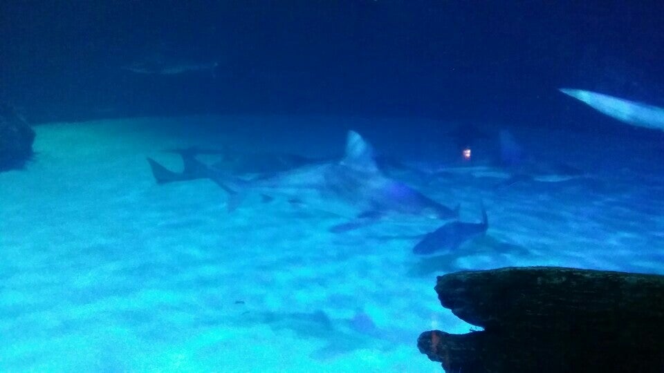 Photo of Shark Reef