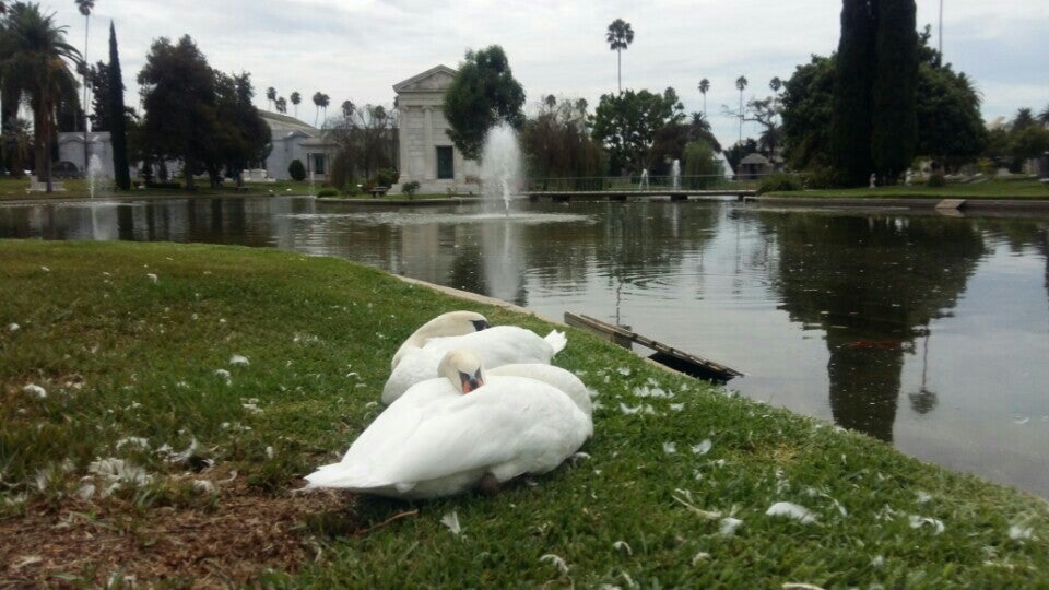 Photo of Hollywood Forever Cemetery