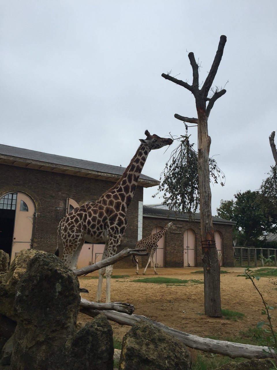 Photo of ZSL London Zoo