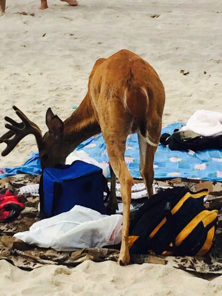 Photo of Cherry Grove Beach