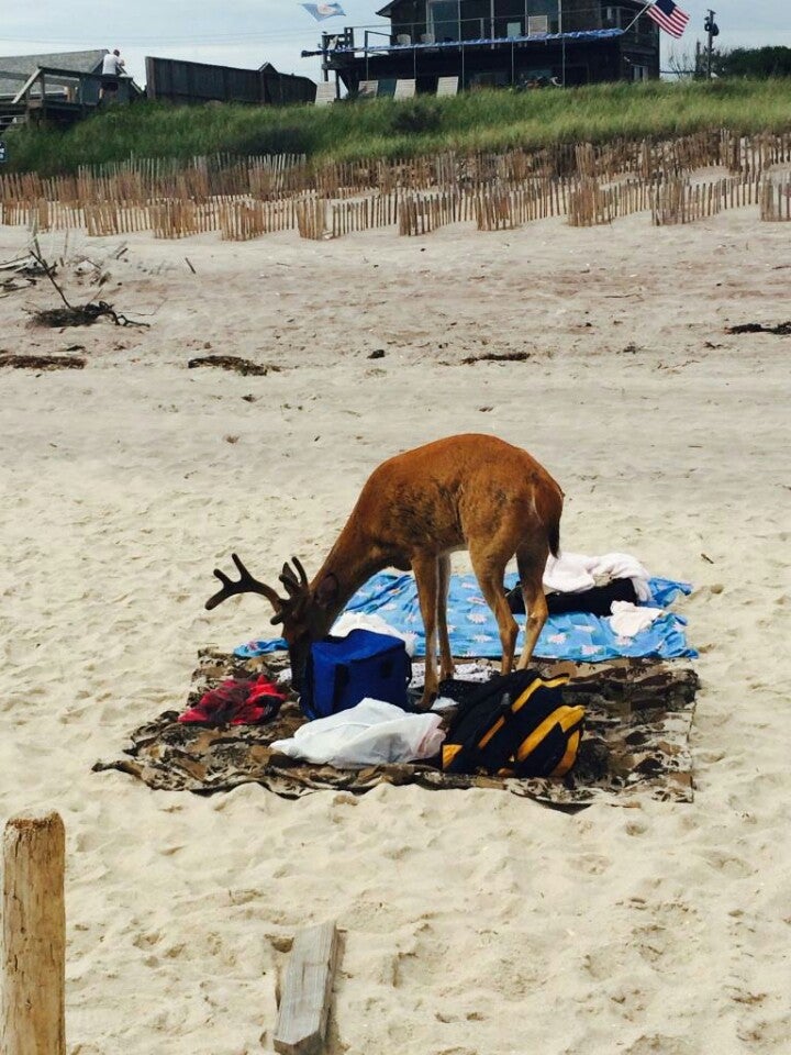 Photo of Cherry Grove Beach