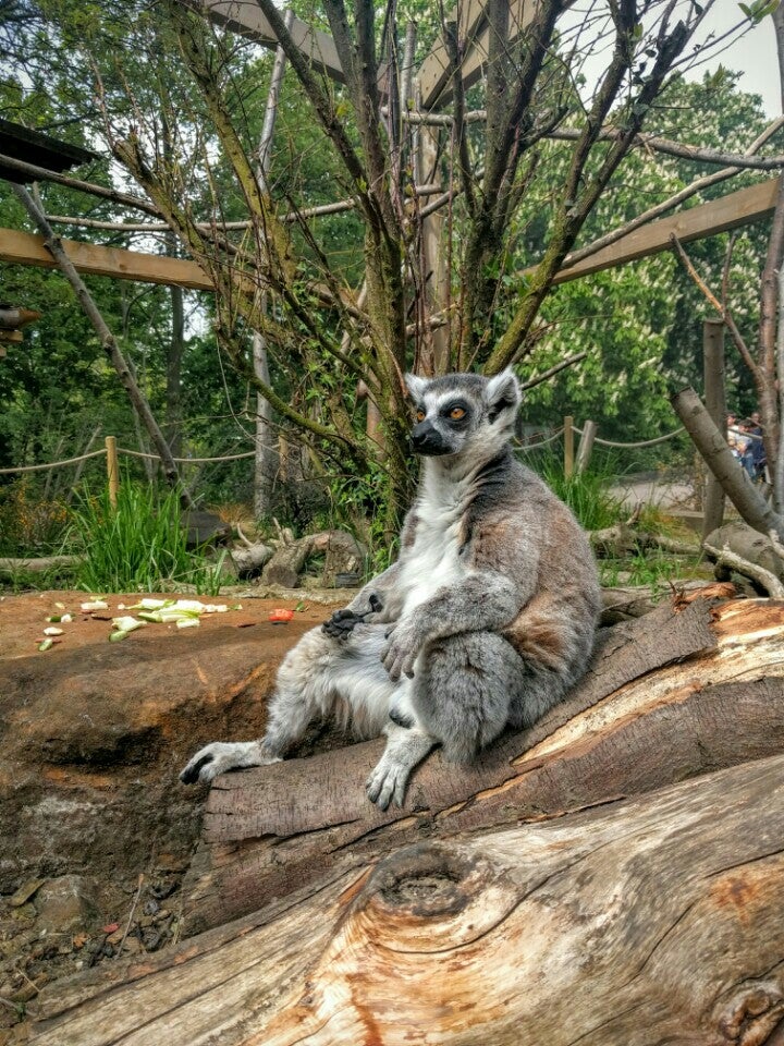 Photo of ZSL London Zoo