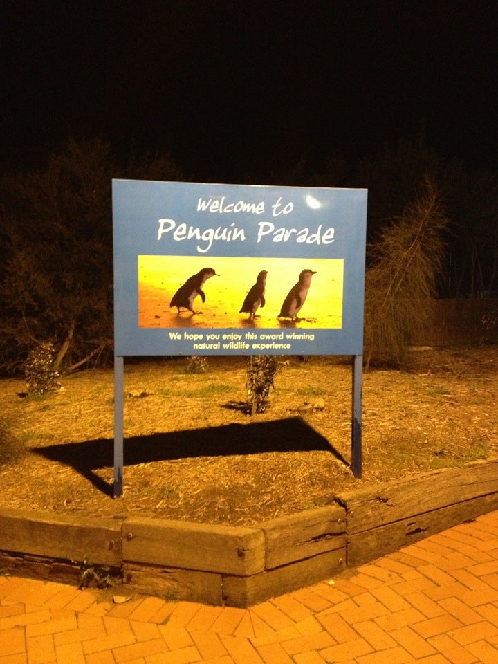 Penguin Parade Afternoon Tour