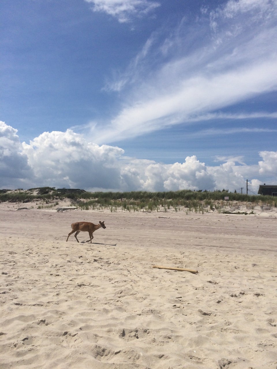 Photo of Cherry Grove Beach