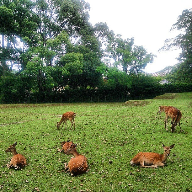 Nara Park