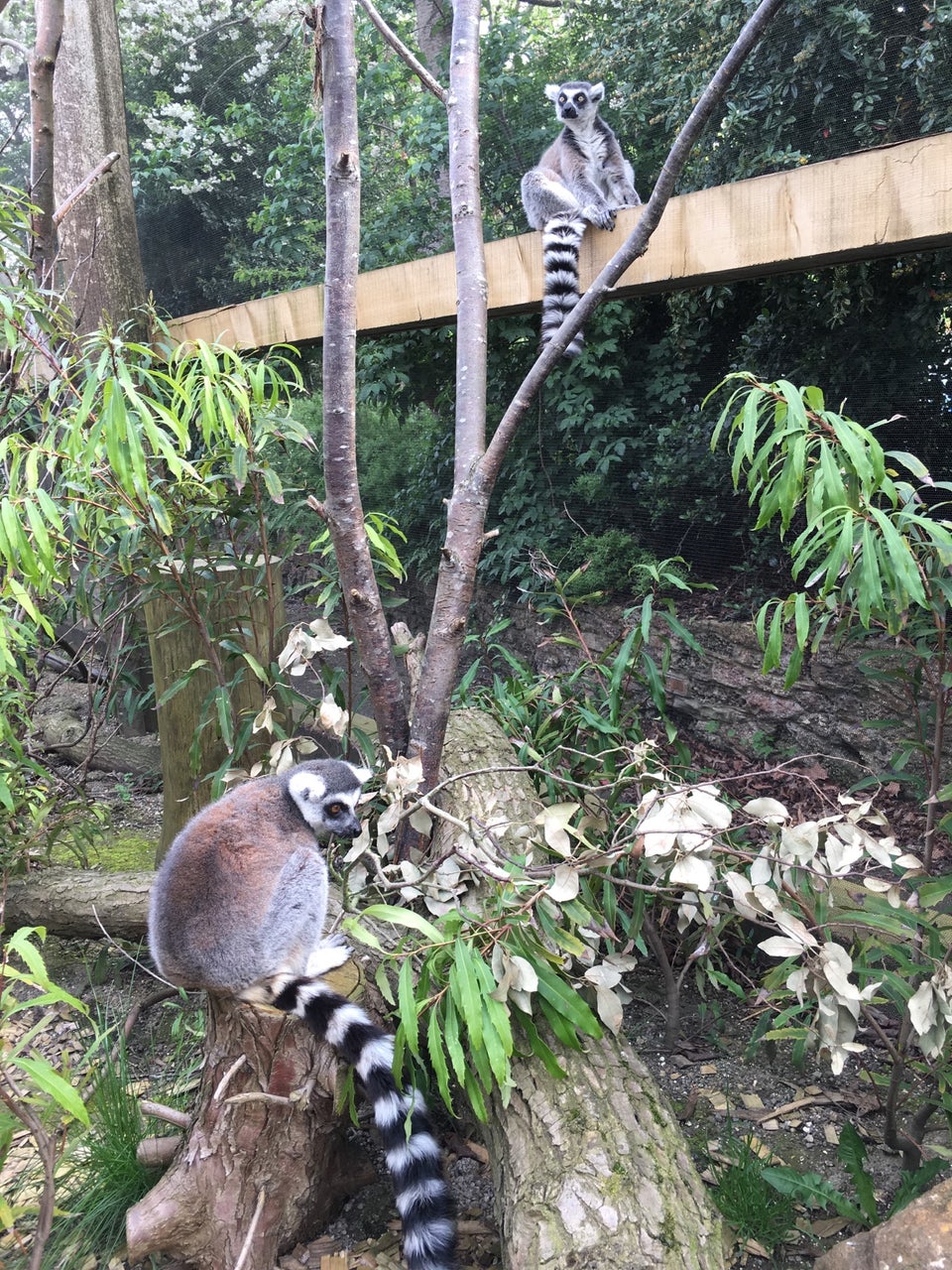 Photo of ZSL London Zoo