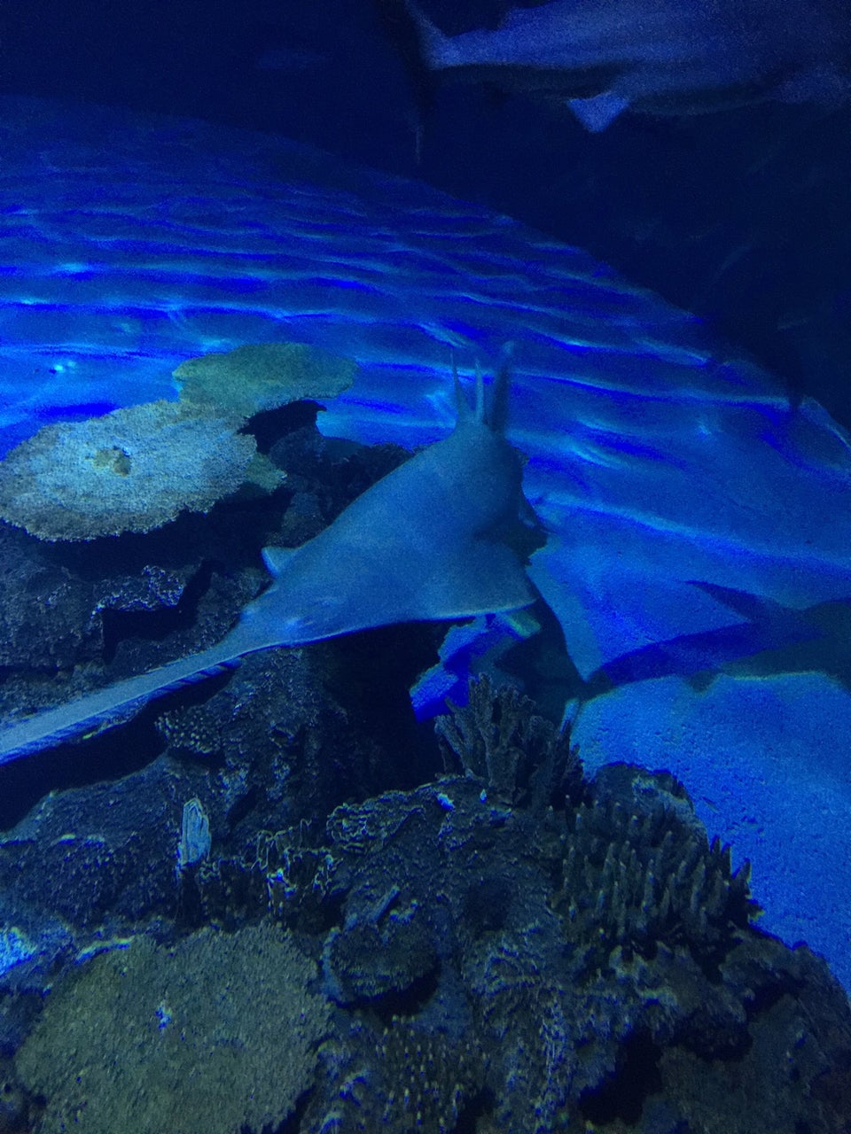 Photo of Shark Reef